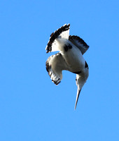 Pied kingfisher - Kafue NP