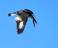 Pied kingfisher - Kafue NP
