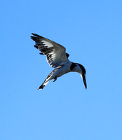 Pied kingfisher - Kafue NP