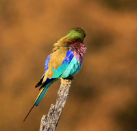Lilac-breasted roller - Malilangwe