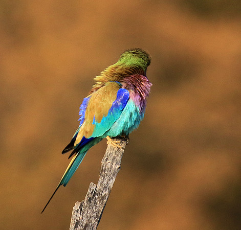 Lilac-breasted roller - Malilangwe