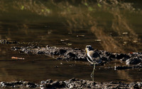 Wattled lapwing - South Luangwa