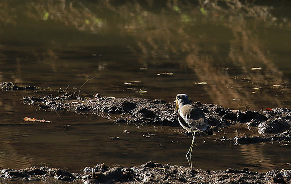 Wattled lapwing - South Luangwa