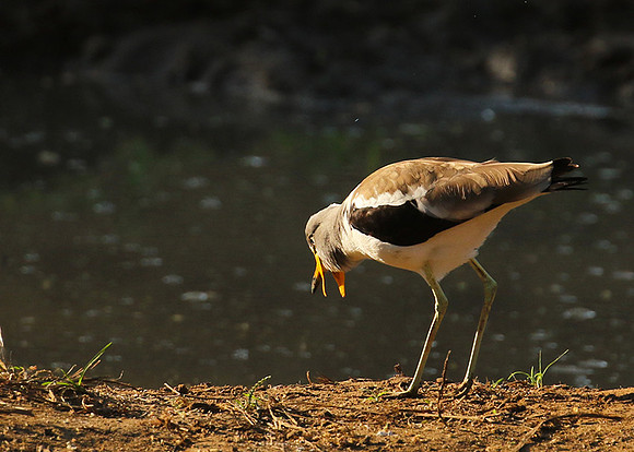 Wattled lapwing - South Luangwa
