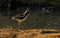 Wattled lapwing - South Luangwa