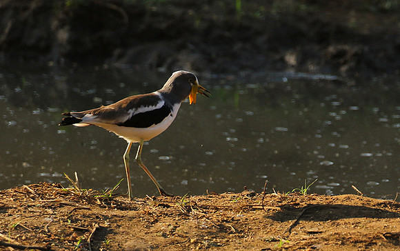 Wattled lapwing - South Luangwa