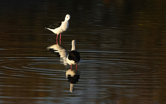 Black-winged stilt - Hwange NP