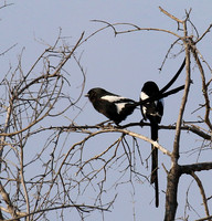 Magpie shrike