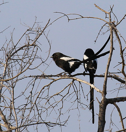 Magpie shrike