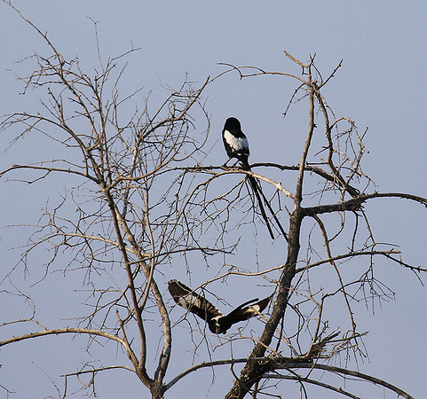 Magpie shrike