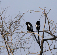 Magpie shrike