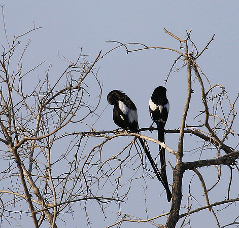 Magpie shrike