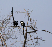 Magpie shrike
