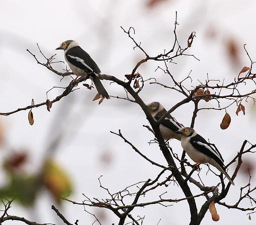 White crested helmet shrike (Parfuri)