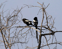 Magpie shrike