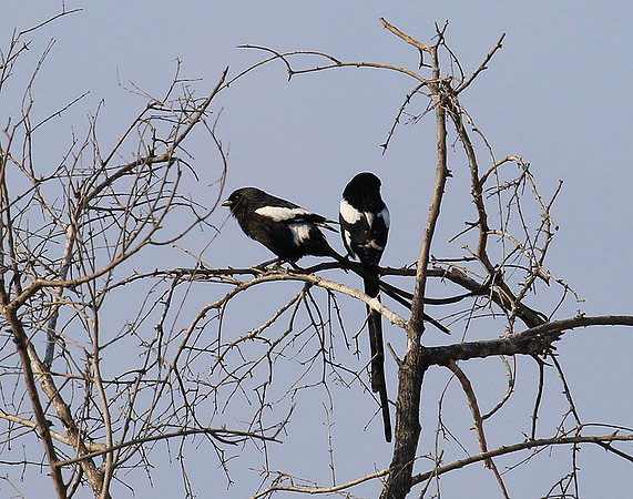 Magpie shrike