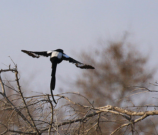 Magpie shrike