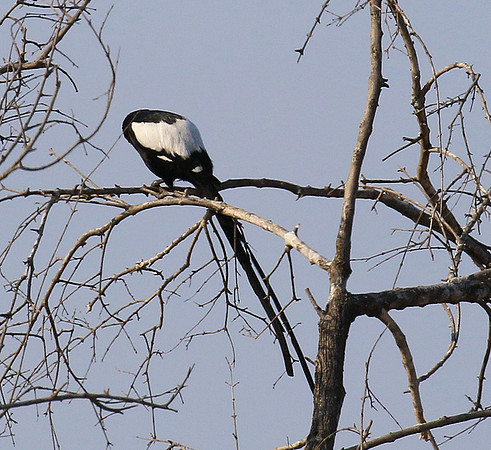 Magpie shrike