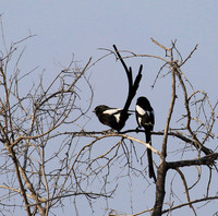 Magpie shrike