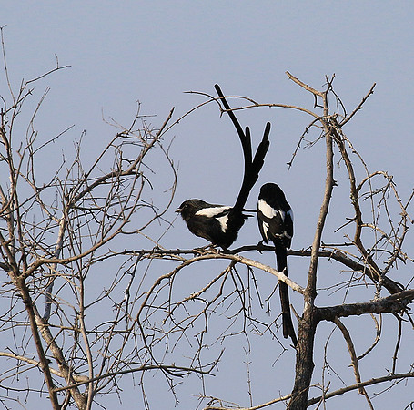 Magpie shrike