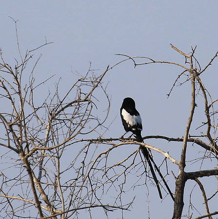 Magpie shrike