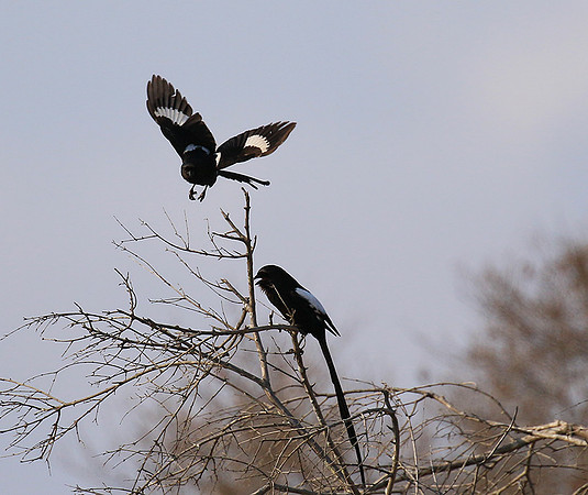 Magpie shrike