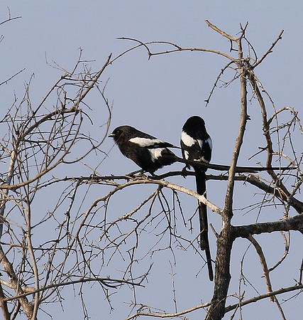 Magpie shrike