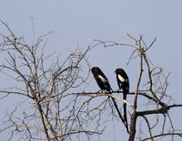 Magpie shrike