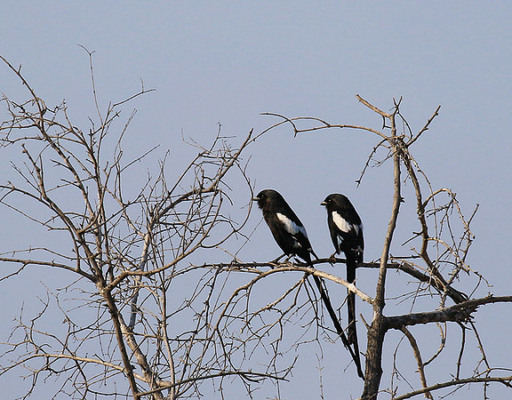 Magpie shrike