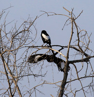 Magpie shrike