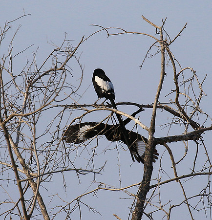 Magpie shrike