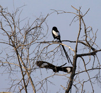 Magpie shrike