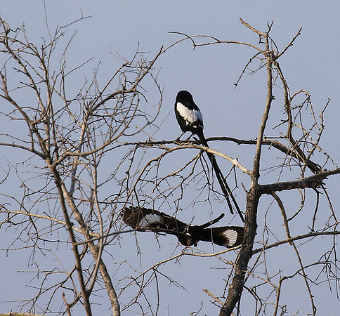 Magpie shrike