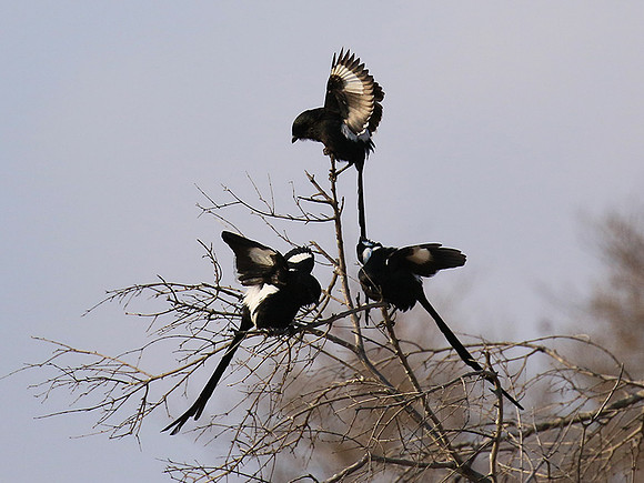 Magpie shrike