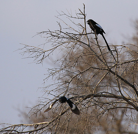 Magpie shrike