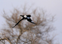 Magpie shrike