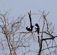 Magpie shrike