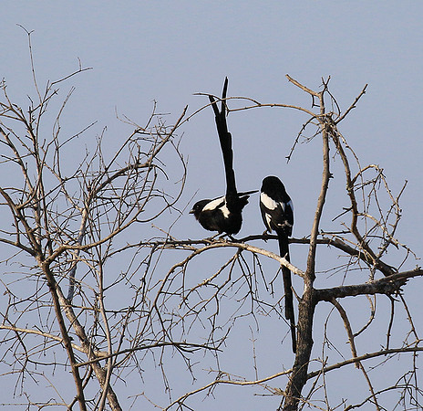 Magpie shrike