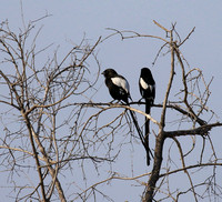 Magpie shrike