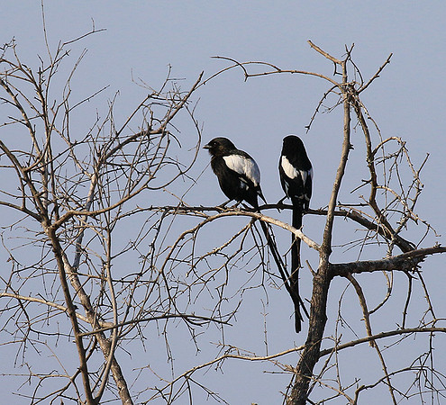 Magpie shrike