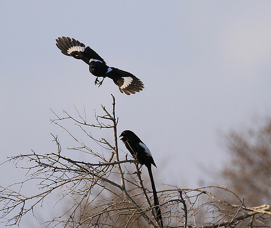 Magpie shrike