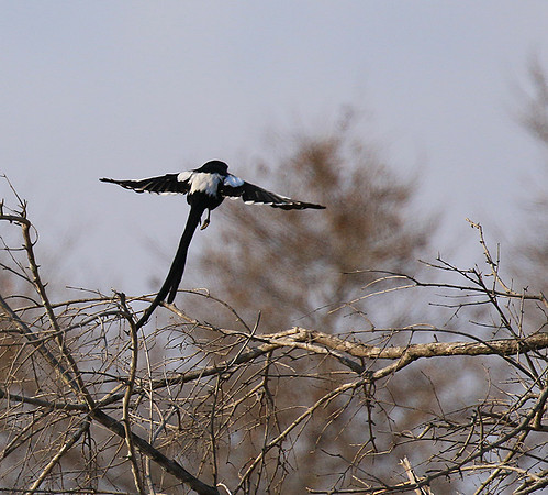 Magpie shrike
