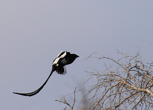 Magpie shrike