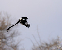 Magpie shrike