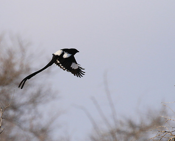 Magpie shrike