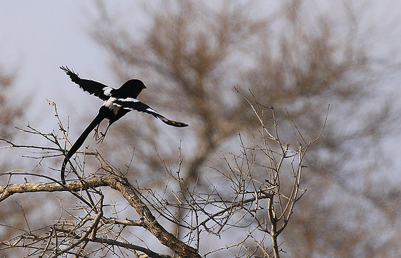 Magpie shrike