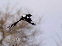 Magpie shrike