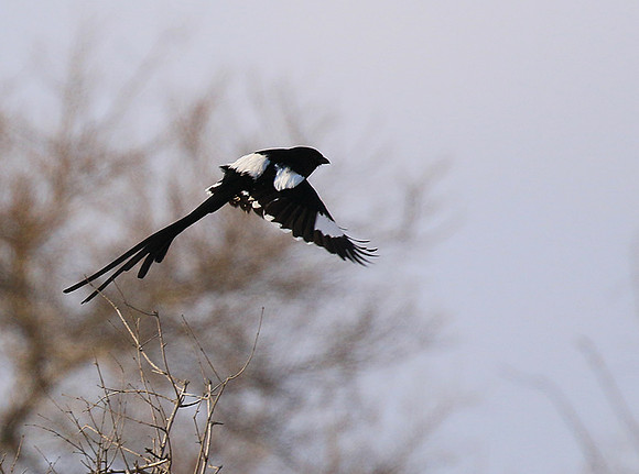 Magpie shrike