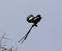 Magpie shrike