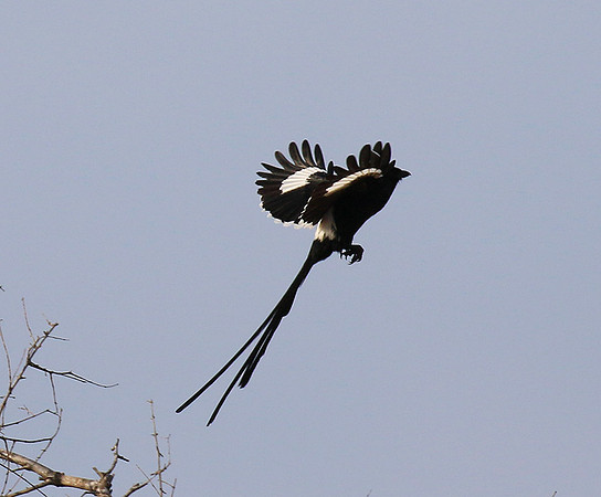 Magpie shrike
